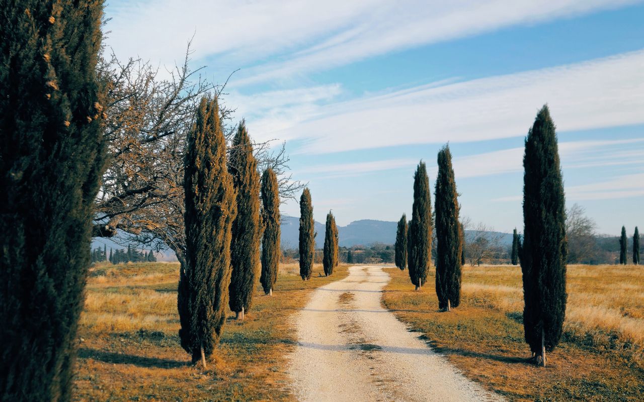 Chemin bordé de cyprès en Provence